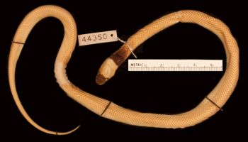 Media type: image;   Herpetology R-44350